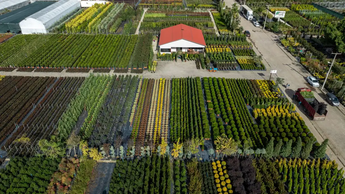 Planter une haie libre et facile, à mon rythme
