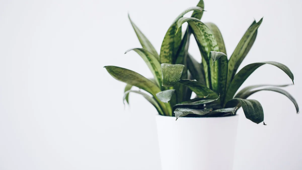 Garder une maison saine avec des produits naturels