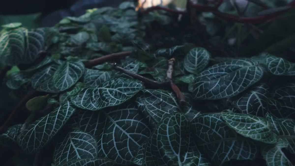 Plante d'intérieur sans lumière : celles qui tiennent