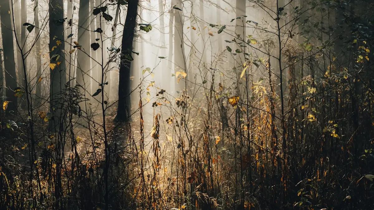 S'offrir un petit rituel nature pour se ressourcer